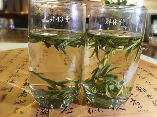 烏牛早和龍井的區(qū)別圖片，龍井43號(hào)和烏牛早茶的對(duì)比