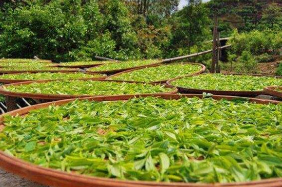 單叢茶十大香型以及常見品種大全，潮安鳳凰單樅十大名香歸類