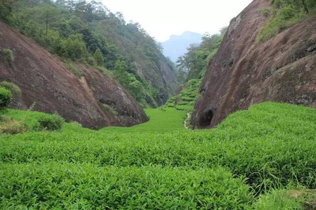 武夷山為什么盛產(chǎn)茶葉，武夷山茶為什么好喝？