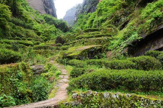 肉桂茶和大紅袍哪個(gè)貴，武夷山肉桂與大紅袍的價(jià)格比較