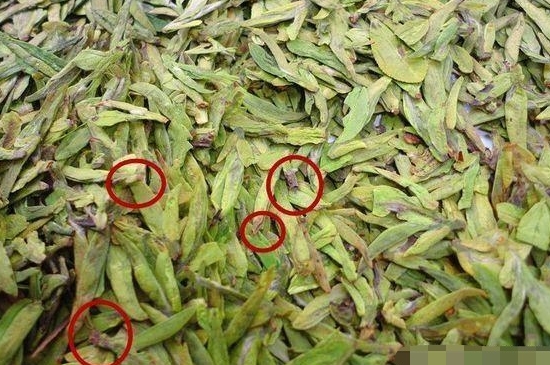 烏牛早和龍井的區(qū)別圖片，龍井43號(hào)和烏牛早茶的對(duì)比