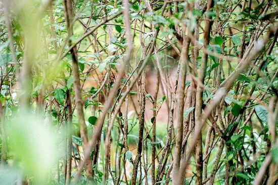 荒野銀針有什么特點(diǎn)，荒野銀針的味道口感咋樣？