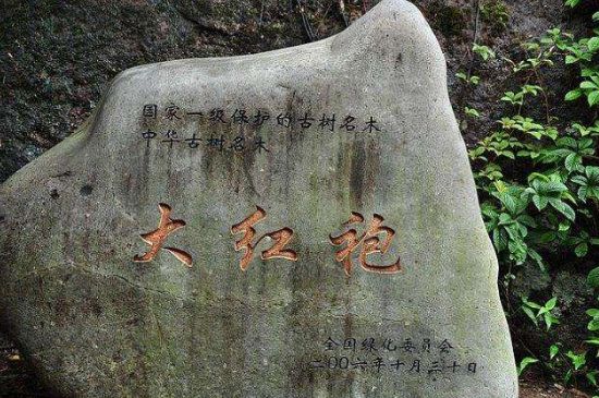 母樹大紅袍給誰喝了，為什么母樹大紅袍叫三棵六株？