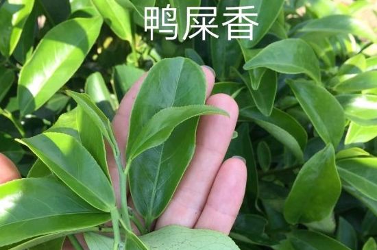 鴨屎香和大烏葉是同一種茶葉嗎，單叢大烏葉和鴨屎香有什么區(qū)別？