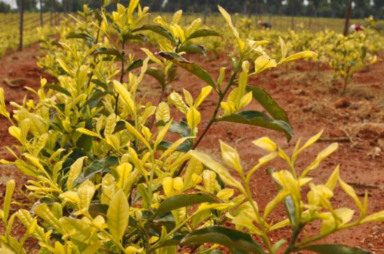 茶中奇葩黃金芽，安吉白茶中黃金芽的特點(diǎn)