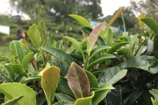 43號龍井屬于好茶嗎，龍井茶43號是什么意思？