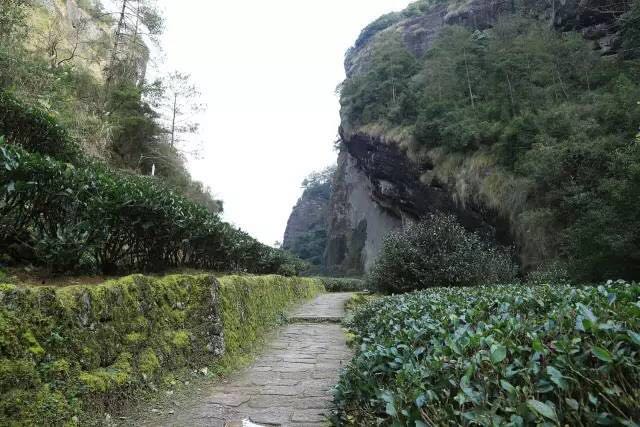 武夷山為什么盛產(chǎn)茶葉，武夷山茶為什么好喝？