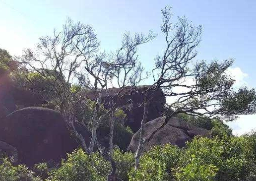 宋種一號(hào)價(jià)值為什么高，鳳凰單樅宋種1號(hào)價(jià)格與產(chǎn)量多少？