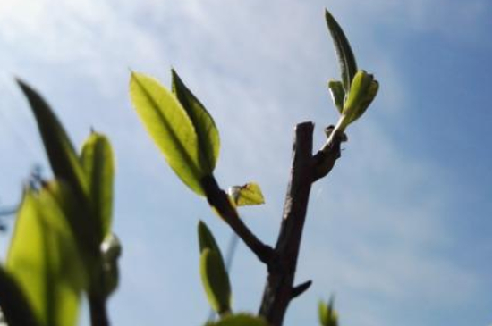 潮安鳳凰單叢十大名樅是什么，烏崠十大古樹名香品種介紹