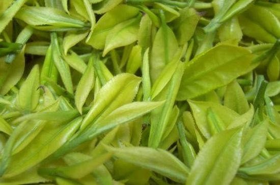 茶中奇葩黃金芽，安吉白茶中黃金芽的特點(diǎn)