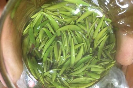 雀舌有一股青草味，雀舌為什么有青草味？