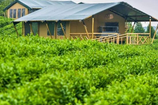 金壇雀舌算不算好茶，金壇雀舌屬于什么檔次茶葉？