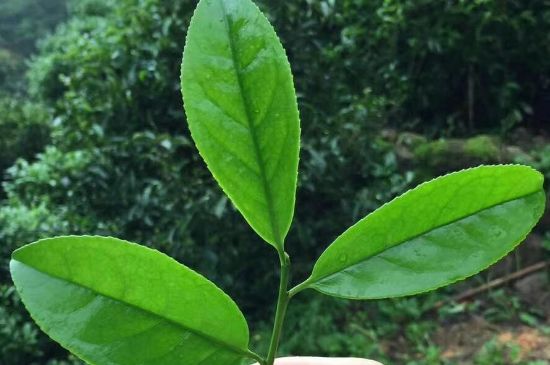 鋸朵仔跟鴨屎香哪個(gè)貴，鋸朵子和鴨屎香哪個(gè)好喝？