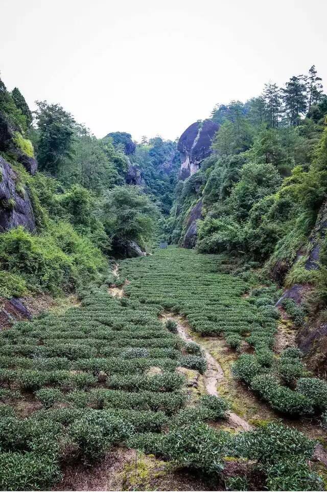 武夷山為什么盛產(chǎn)茶葉，武夷山茶為什么好喝？