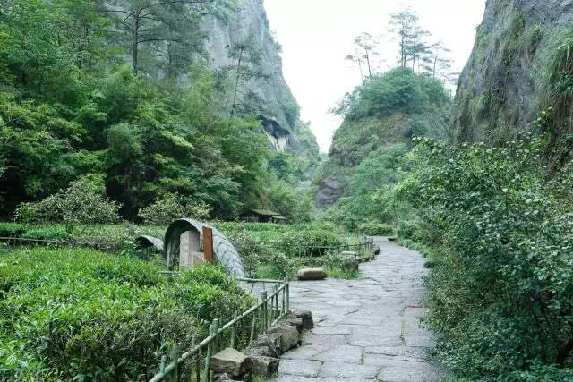 武夷山為什么盛產(chǎn)茶葉，武夷山茶為什么好喝？