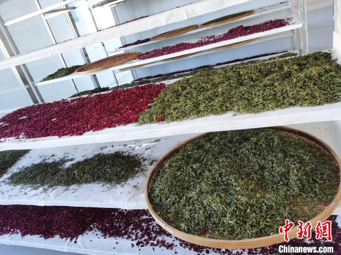 圖為王玲玲收購的各種山茶。　王鳴遠(yuǎn) 攝