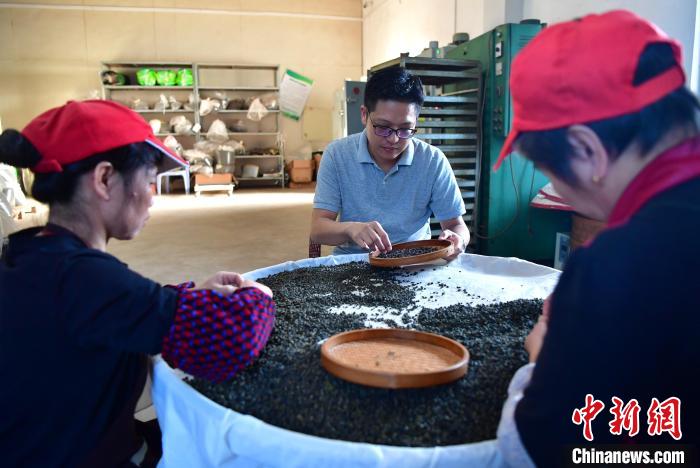 圖為張元豪在生產(chǎn)車間內(nèi)與工人一起查看茶葉品質(zhì)?！埍?攝